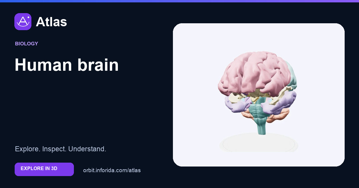 Human brain on Atlas: preview of the educational 3D model
