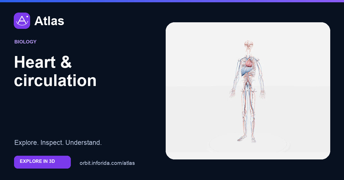 Heart & circulation on Atlas: preview of the educational 3D model