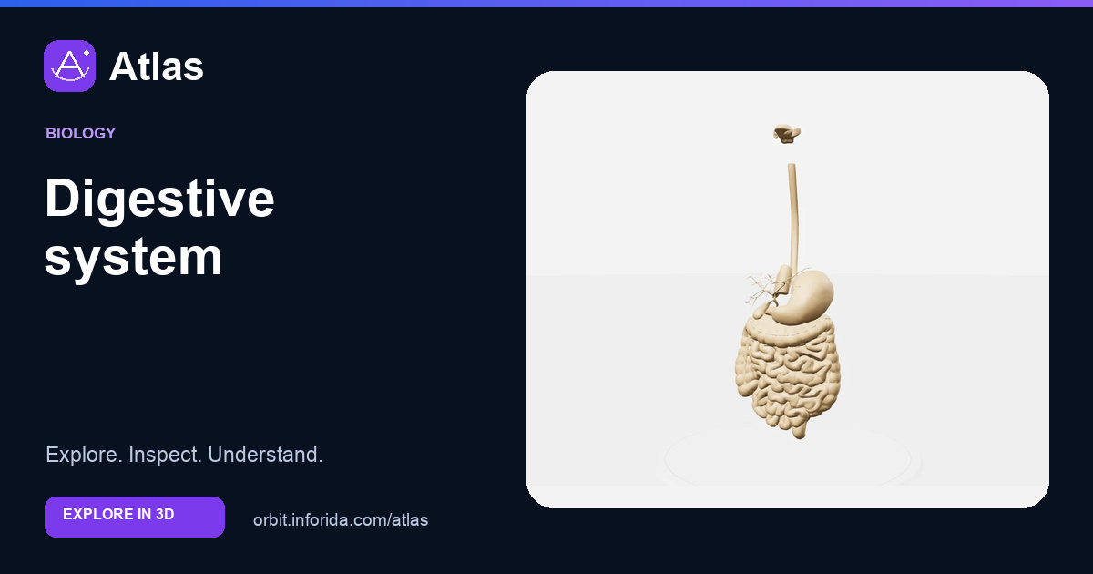 Digestive system on Atlas: preview of the educational 3D model