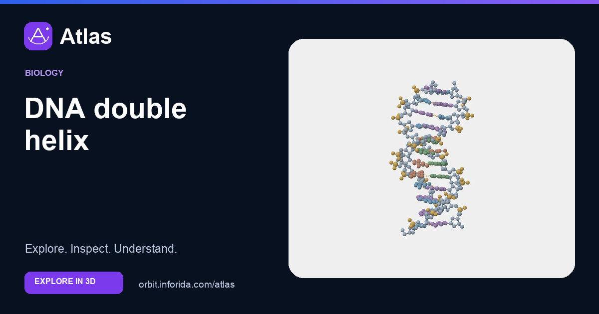 DNA double helix on Atlas: preview of the educational 3D model