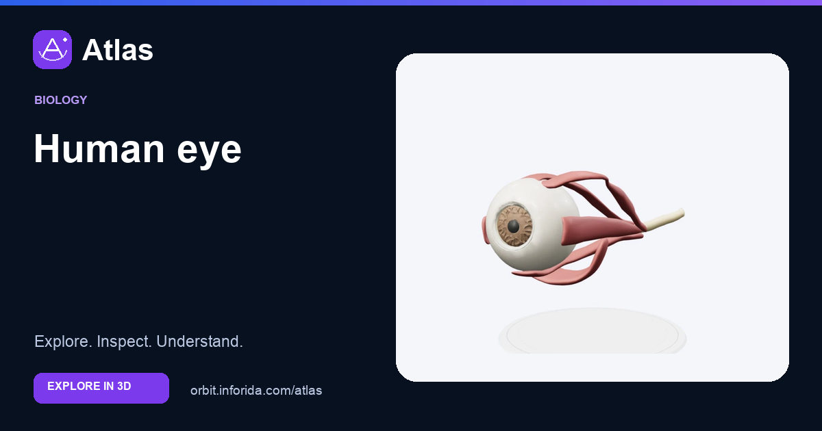 Human eye on Atlas: preview of the educational 3D model