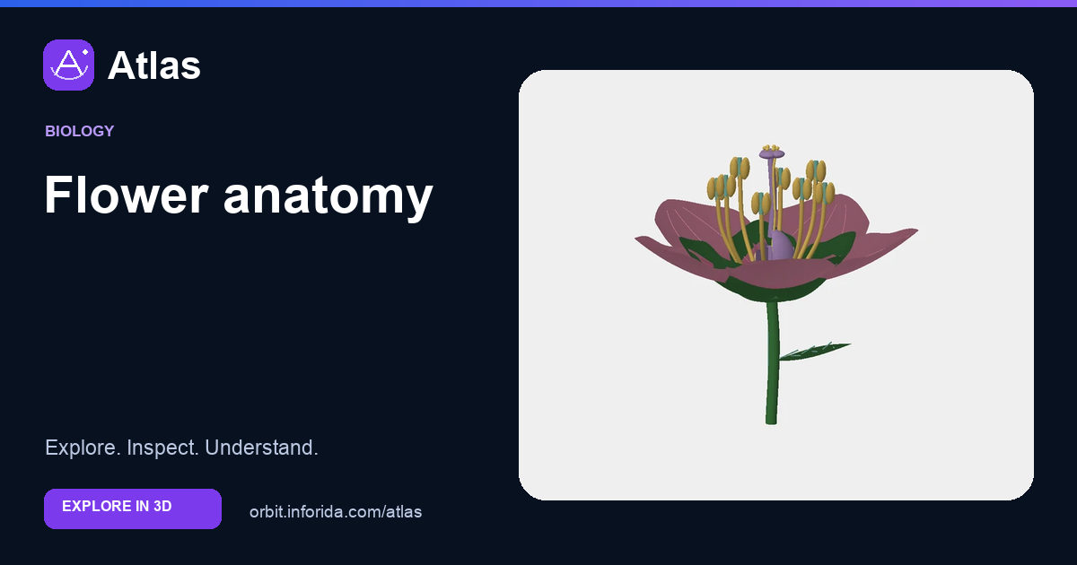 Flower anatomy on Atlas: preview of the educational 3D model