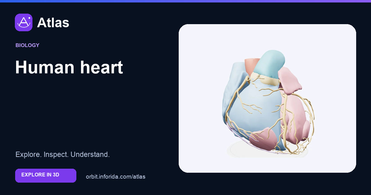 Human heart on Atlas: preview of the educational 3D model