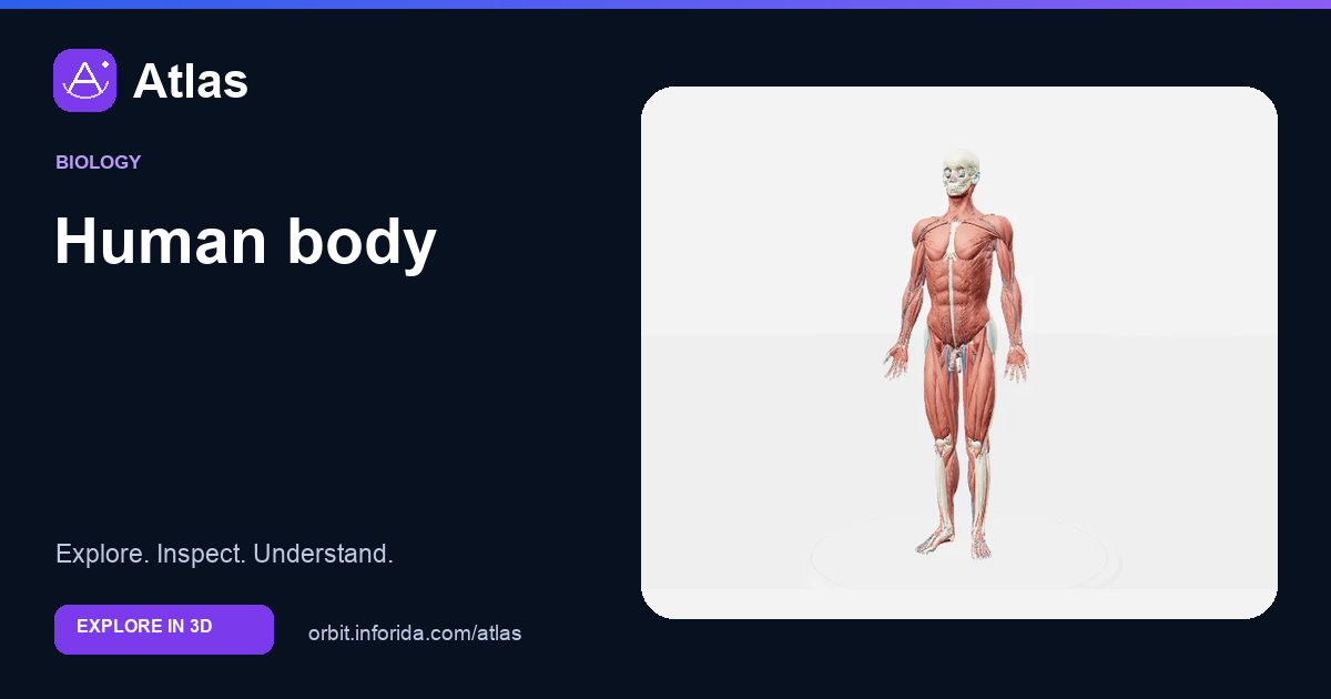 Human body on Atlas: preview of the educational 3D model