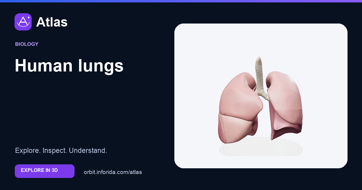 Human lungs on Atlas: preview of the educational 3D model