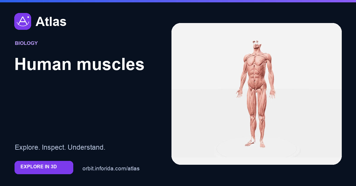 Human muscles on Atlas: preview of the educational 3D model
