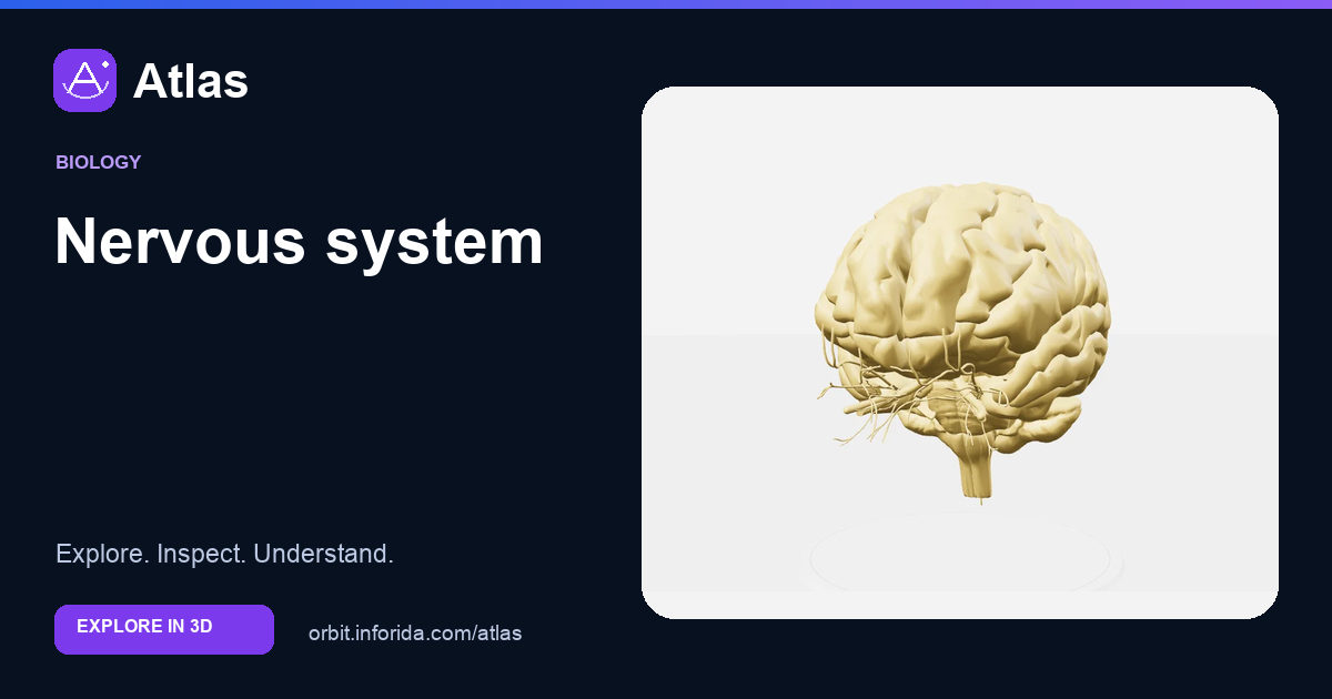 Nervous system on Atlas: preview of the educational 3D model