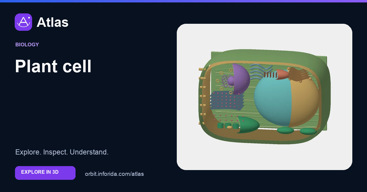 Plant cell on Atlas: preview of the educational 3D model