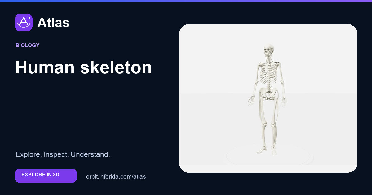 Human skeleton on Atlas: preview of the educational 3D model