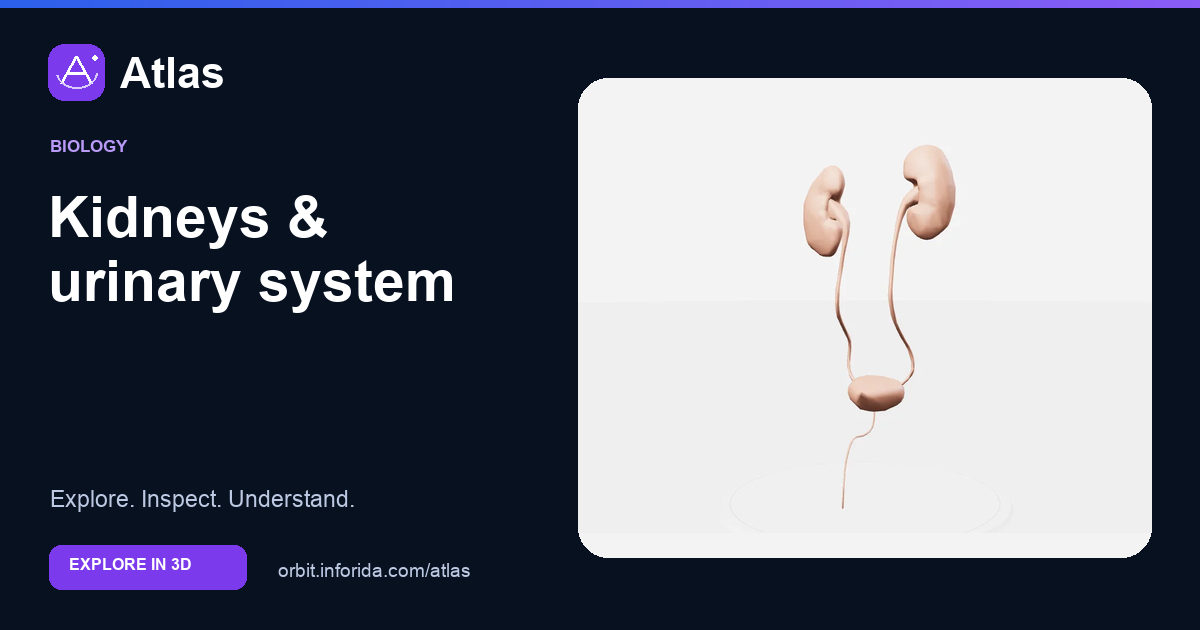 Kidneys & urinary system on Atlas: preview of the educational 3D model
